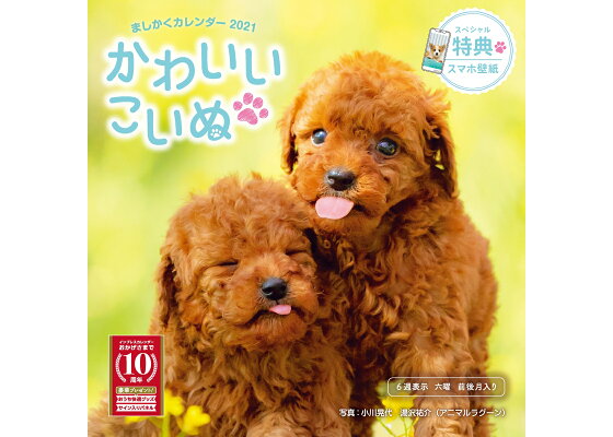 楽天ブックス ましかくカレンダーかわいいこいぬ 21 本 楽天ブックス ましかくカレンダーかわいいこいぬ 21 本